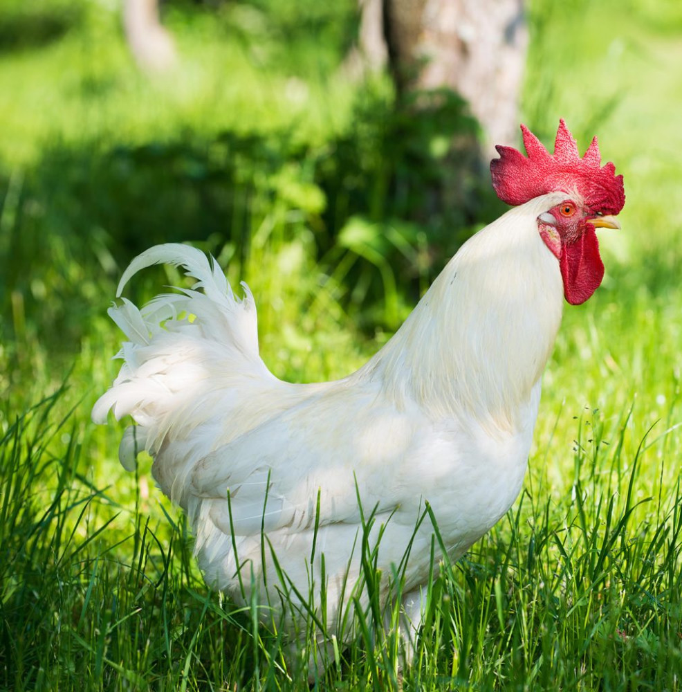 Aviculture - domaine d’activité MATVET